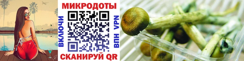 Псилоцибиновые грибы Psilocybine cubensis Ленинск-Кузнецкий